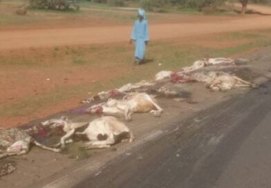 Carnage à Linguère: Un camion fou charcute 43 moutons sur la RN3