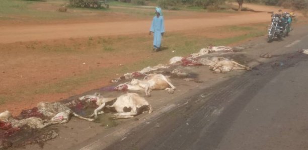 Carnage à Linguère: Un camion fou charcute 43 moutons sur la RN3